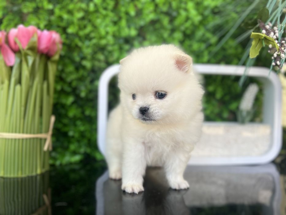 Шпиці померанці хлопці та дівчата