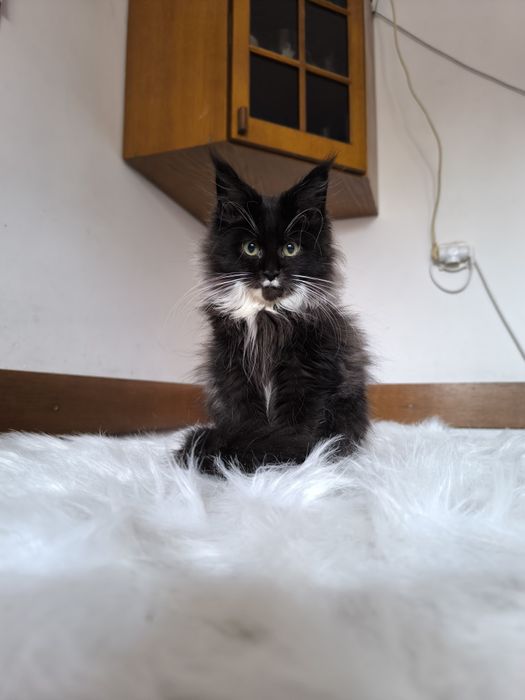 Piękny czarny kocurek szuka domku