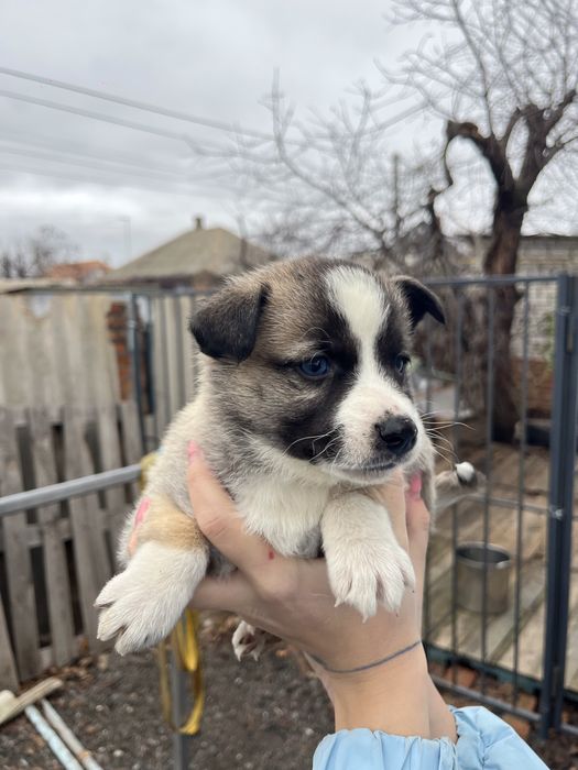 Відам цуценят, метис хаскі