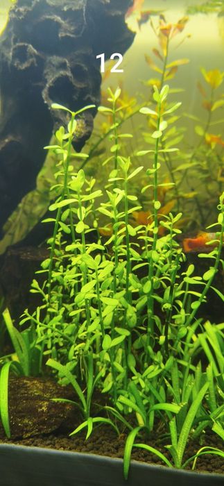 Plantas aquário água quente