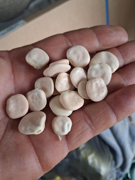 Tremoco biologico