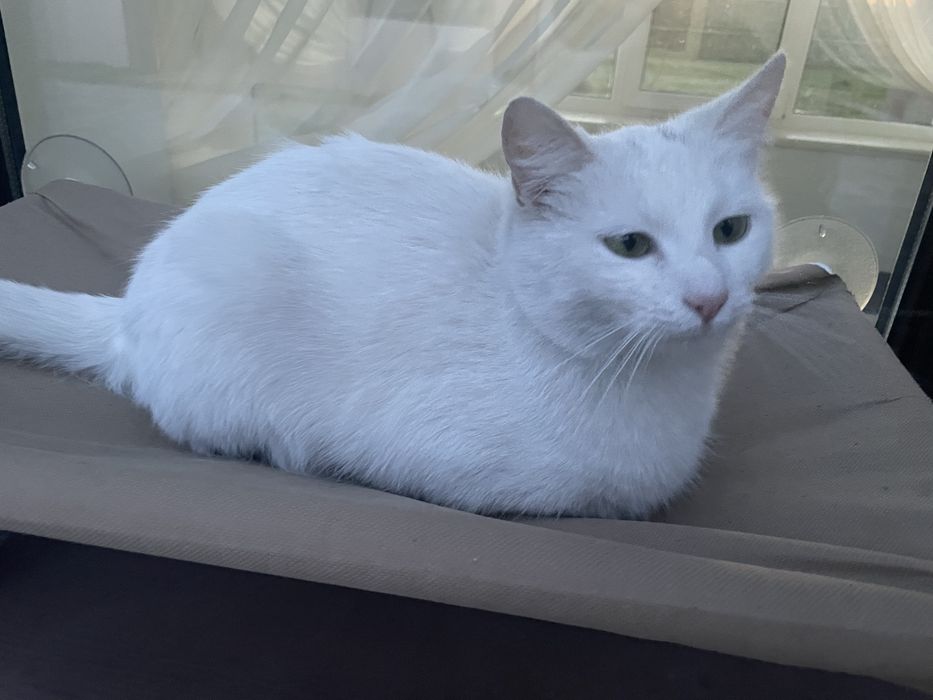 Беленькая кошка в добрые руки