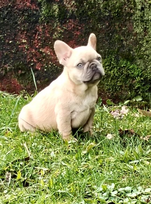 Bulldog Francês Lilac