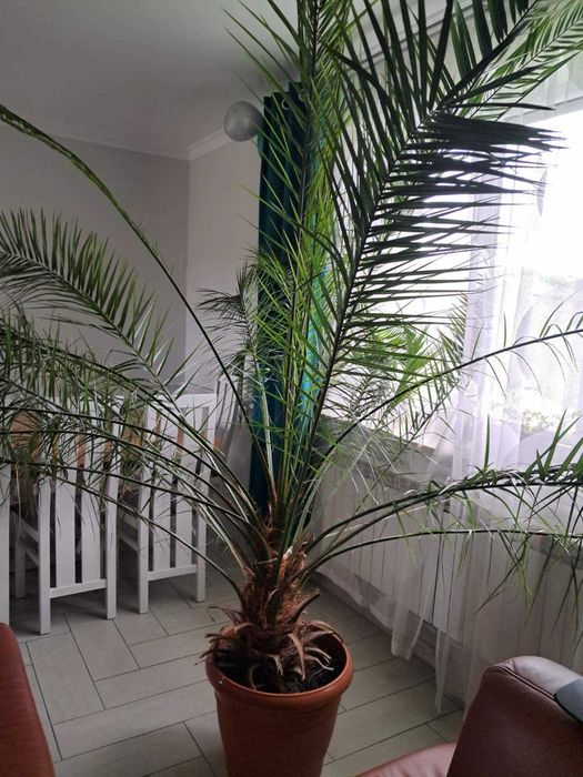 Красива пальма, для офісу, великого приміщення