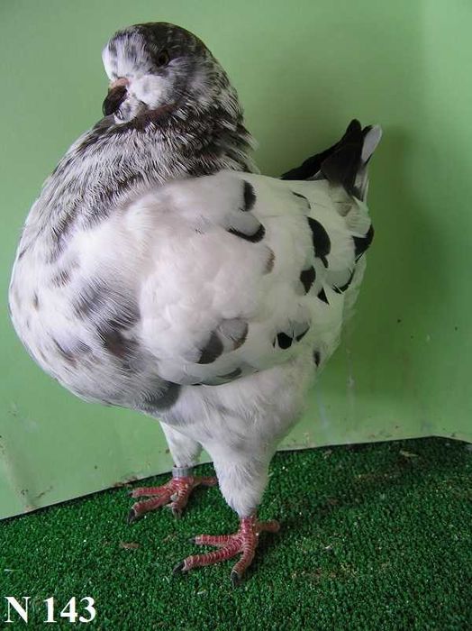 King, Kingi, Gołębie, samiec