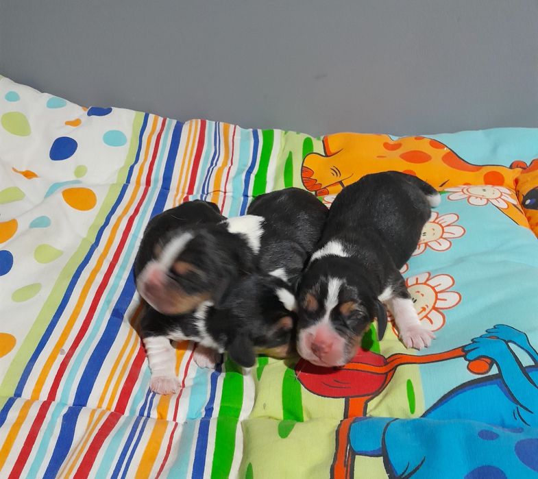 Beagle szczeniakZKwP(FCI)