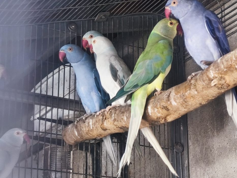 Ring Necks Sexados prontos a criar