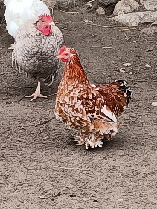 Kochin miniaturka Okazja!!