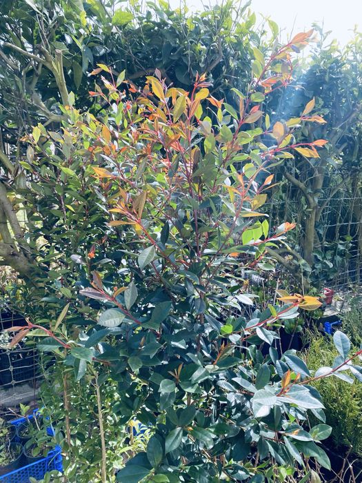 Eugenias myrtifolia newport 1,5m