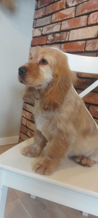 Cocker spaniel angielski Śliczny chłopczyk do odbioru
