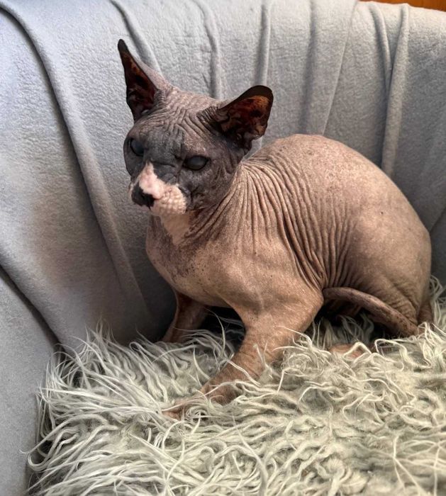 Чарівний котик Лесик, породи сфінкс, чекає на найлюблячих батьків!