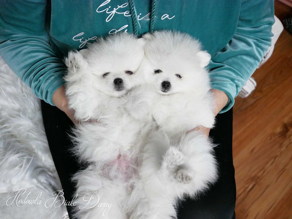 Szpic miniaturowy Samiec piesek Amant