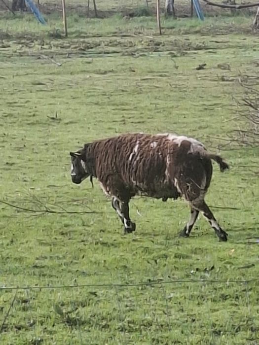 Vendo carneiro malhado holandês