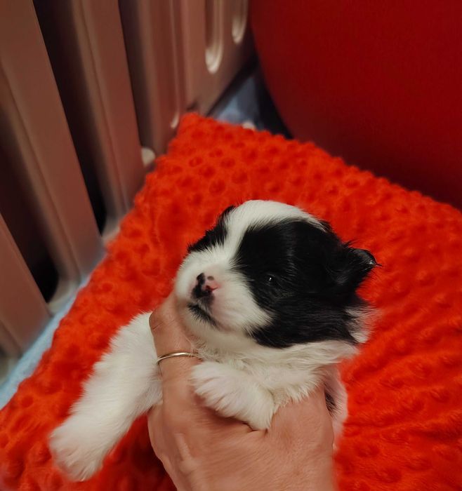 Szpic miniaturowy pomeranian