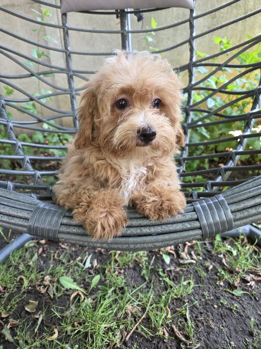 Sunia maltipoo maltańczyk & pudel
