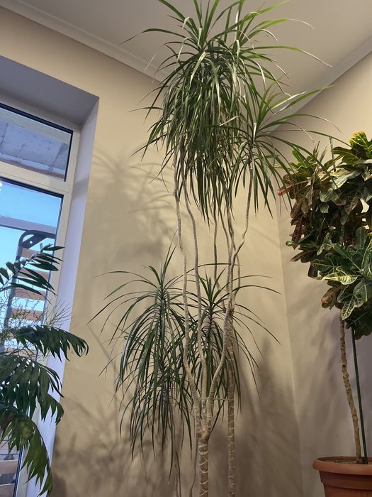 Вазон Драцена , висота 260см!