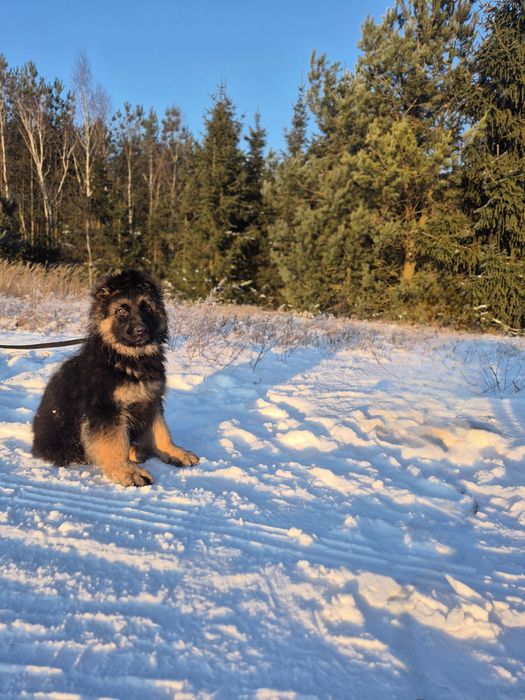 Owczarek NIemiecki Długowłosy