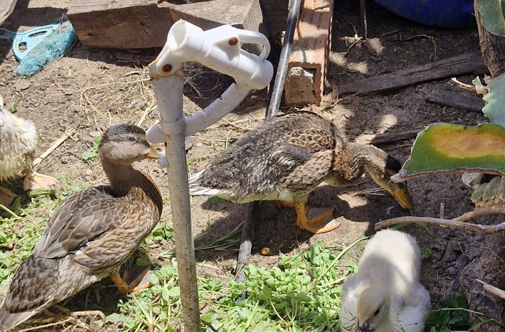 Patos bravos juvenis