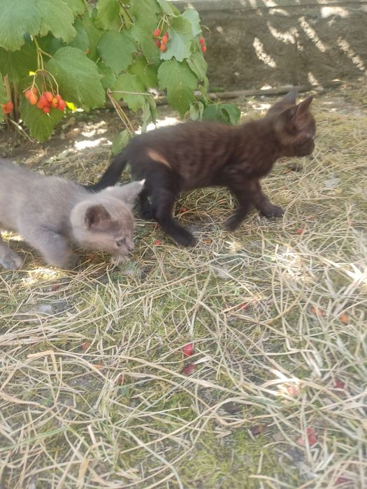 Котенята безкоштовно