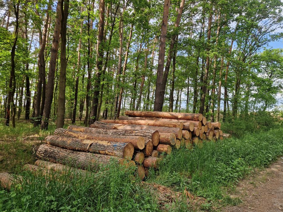 Sosna Kłoda 4.1m papierówka S2b 2,45m tartaczne