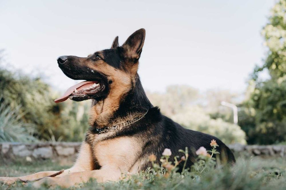 Ищем сучку для вязки (овчарка)