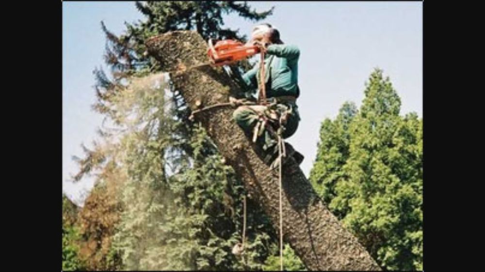 Wycinka drzew Trudnych