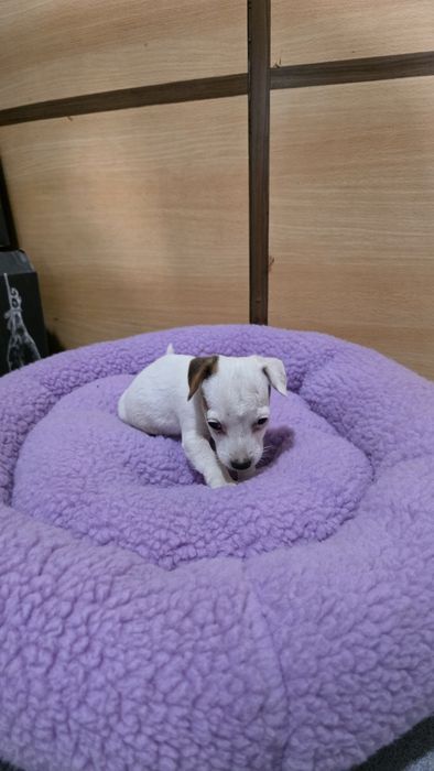 Jack russell fêmea