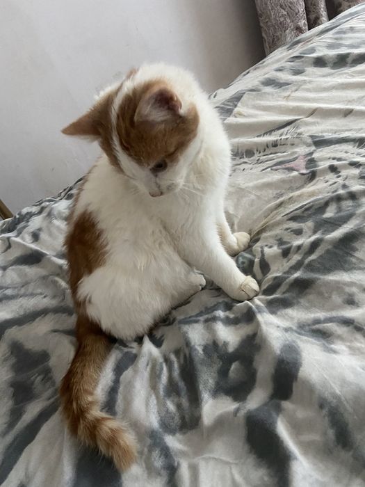 Котик шукає свій дім