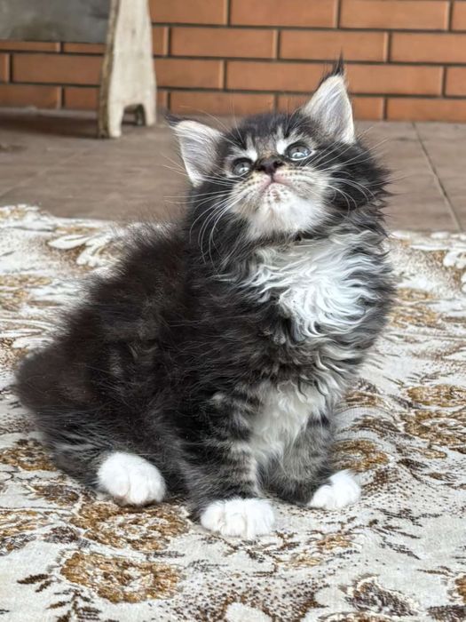 Коты и кошечки.Большой выбор.