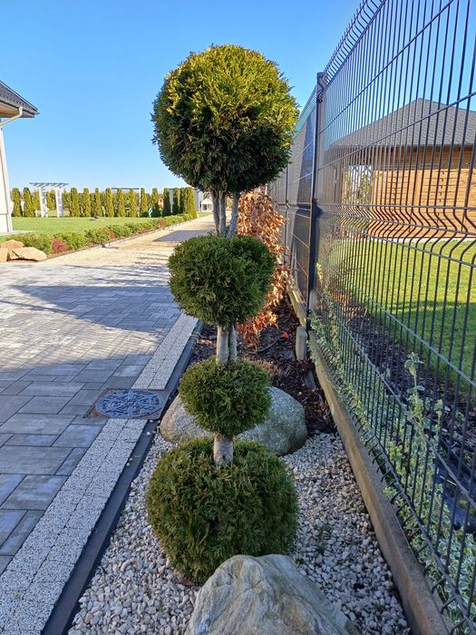 Tuje szmaragd/ Stary Pilczyn