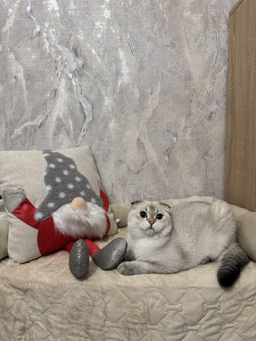 Котик шукає люблячих батьків