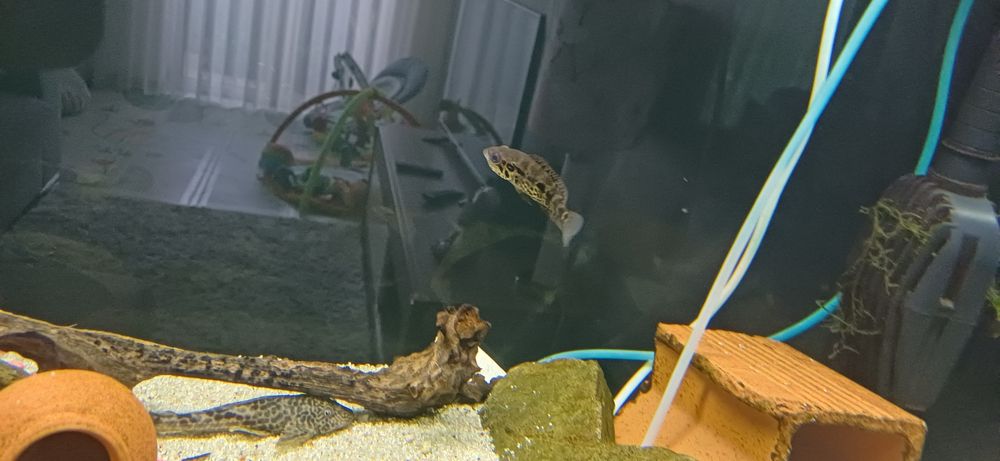 Ciclídeo Jaguar (Parachromis managuensis)