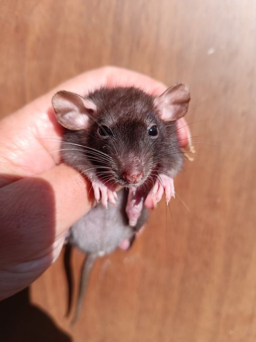 Щурики Дамбо і стандарт