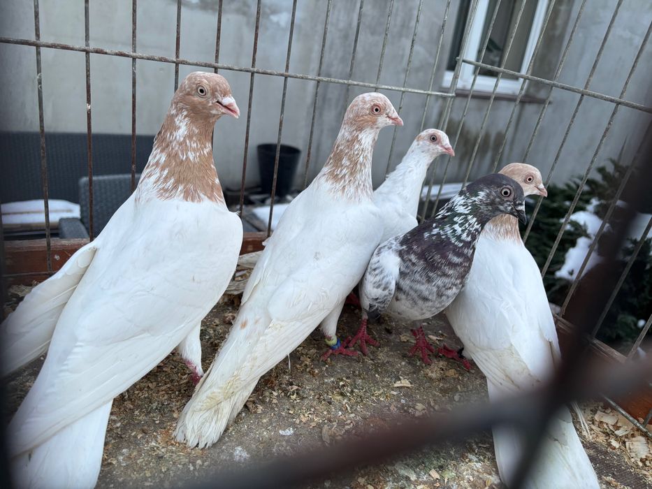 Gołębie Budapeszty