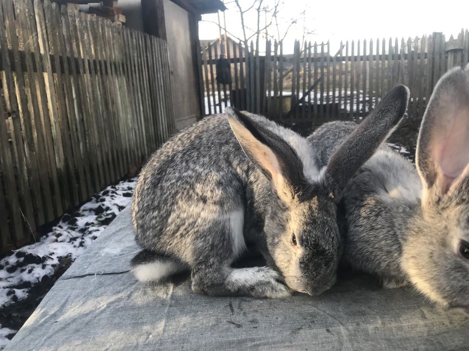 Продам кролики Європейська шиншила + панон.