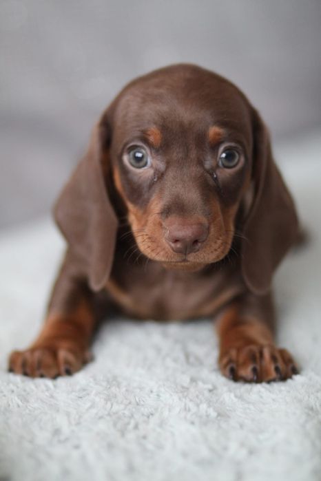 ***Śliczny czekoladowy jamnik**