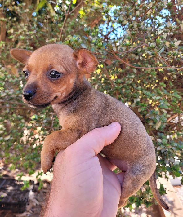 Femea pinscher mini