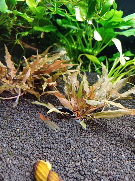 Gupiki endlera gupiki