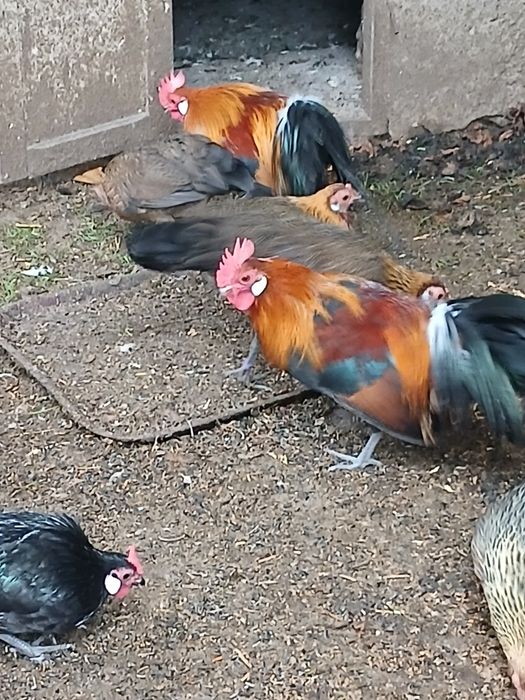 Продам сімью феніксів 1+2.