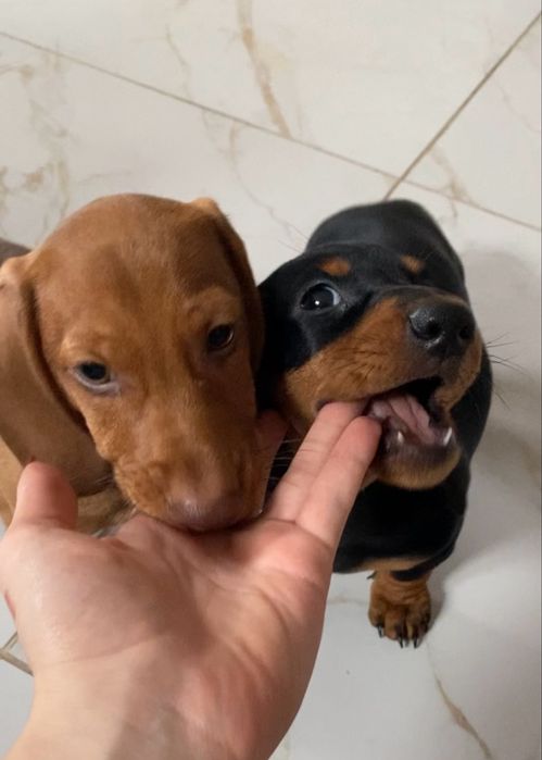 Чистокровна руда такса, чорно підпала