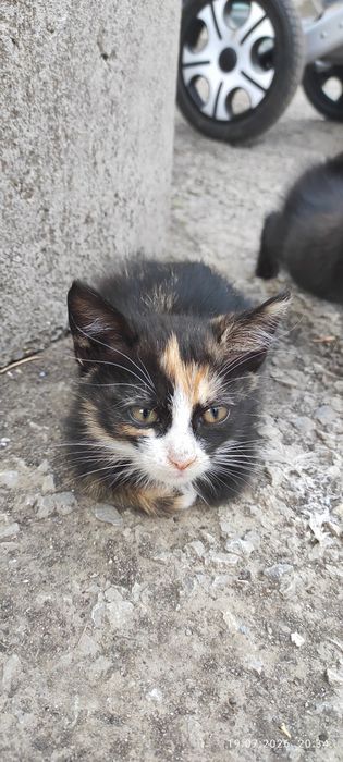 Подарую кошенята.