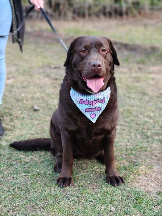 Suczka w typie labradora szuka domu