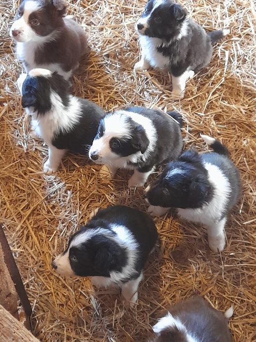 Border collie samczyk 8 tygodniowy z rodowodem