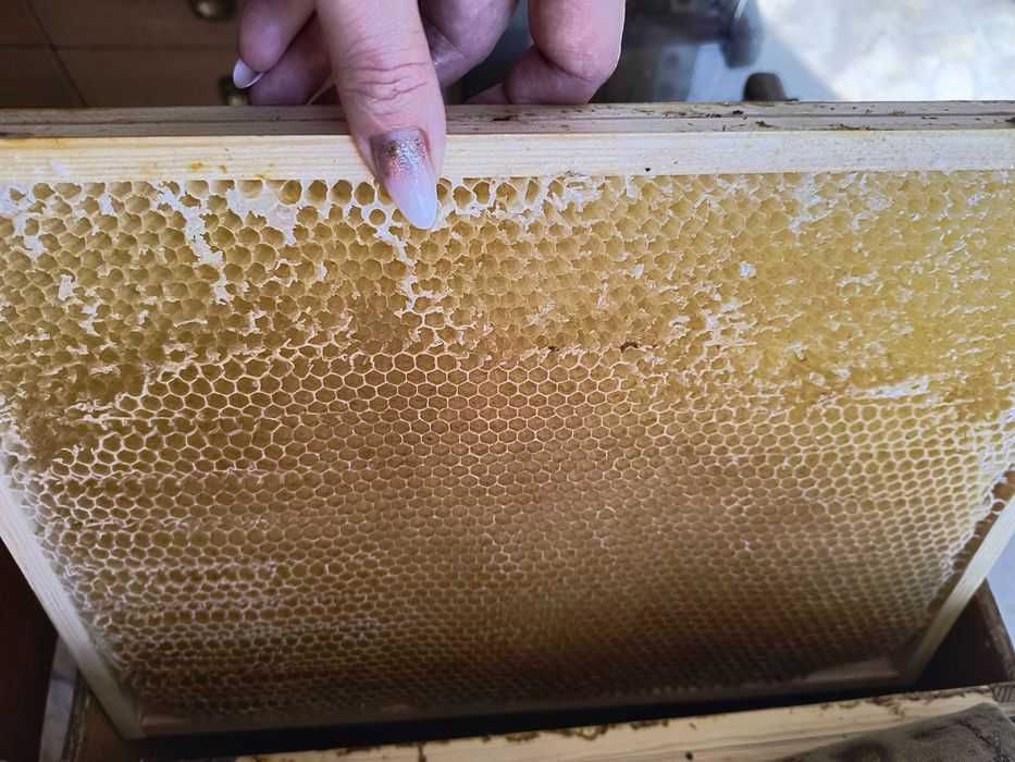 Sprzedam pyszny, ekologiczny miód z własnej pasieki