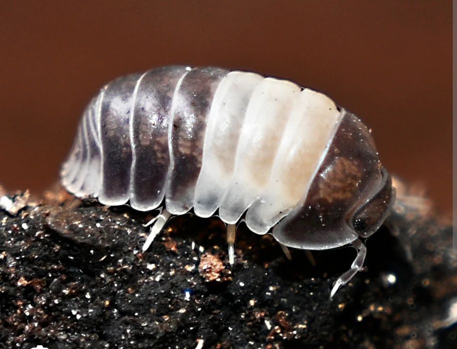 Cubaris Panda King isopody 10+ szt.