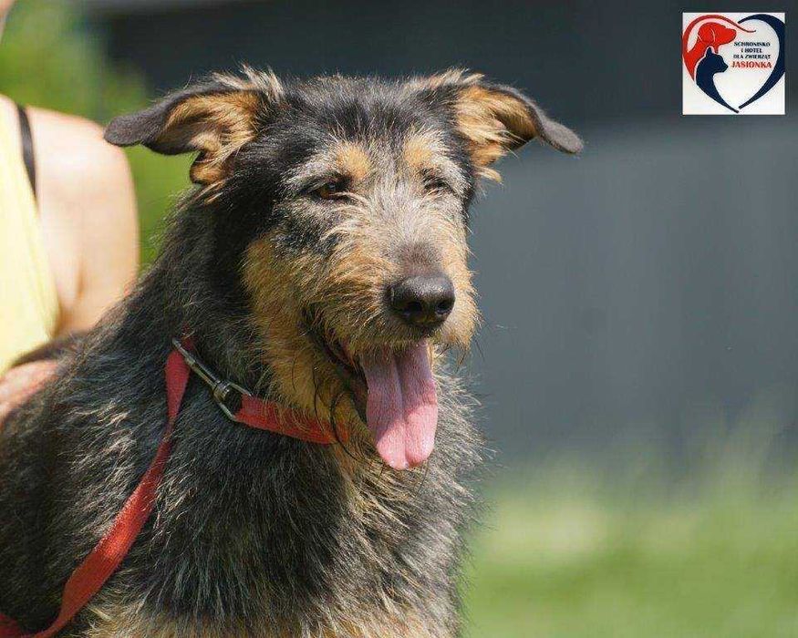 TOLEK do adopcji – Schronisko Jasionka