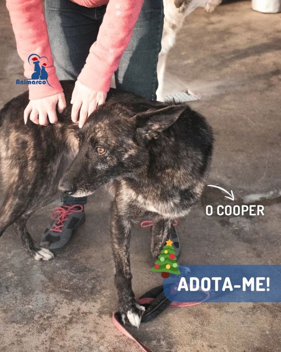 Cooper - cao de porte grande