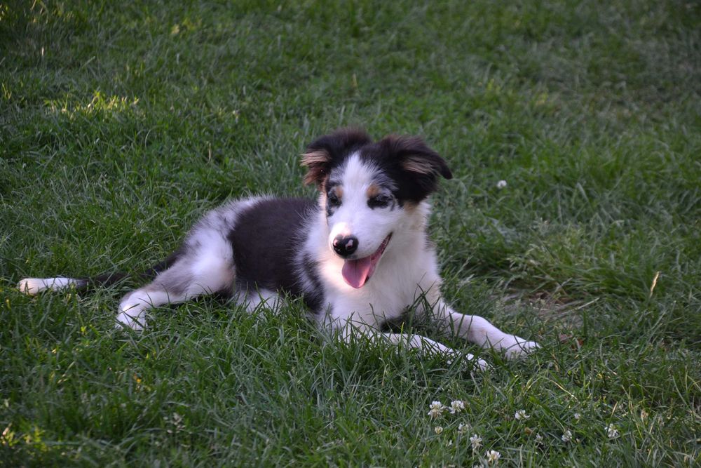 Border Collie suczka