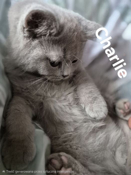 Kocurek Brytyjczyk  Liliowy.