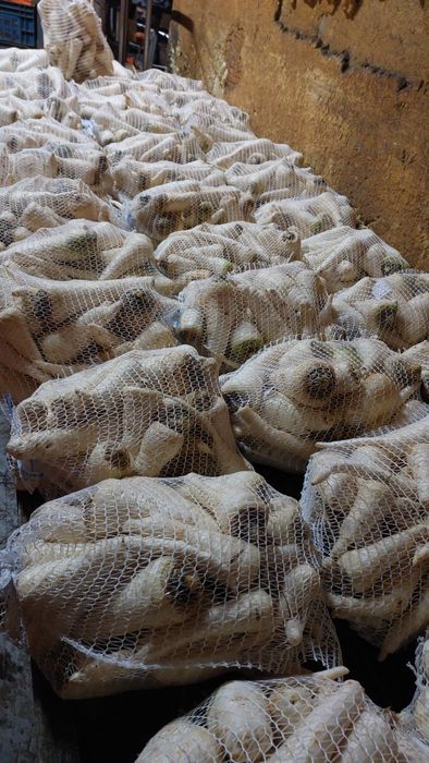 Pietruszka ilości hurtowe